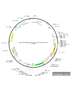 pLV3-CMV-Stimate(mouse)-3×FLAG-CopGFP-Puro