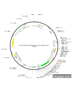pLV3-CMV-Uqcr10(mouse)-3×FLAG-CopGFP-Puro