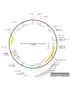 pLV3-CMV-PCYT1A(human)-3×FLAG-Puro