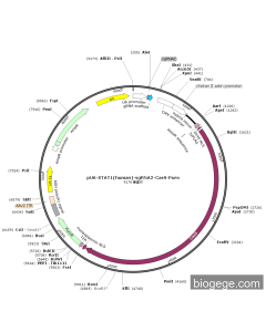 pU6-STAT1(human)-sgRNA2-Cas9-Puro