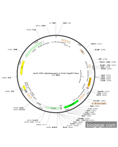 pLV3-CMV-Cyb5a(mouse)-3×FLAG-CopGFP-Puro
