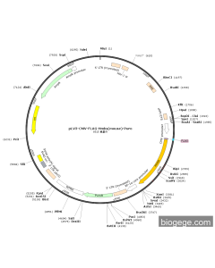 pLV3-CMV-FLAG-Hmbs(mouse)-Puro