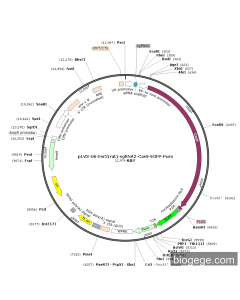 pLV3-U6-Esr2(rat)-sgRNA2-Cas9-EGFP-Puro