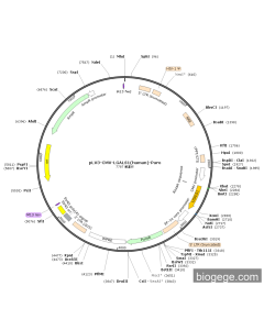 pLV3-CMV-LGALS1(human)-Puro