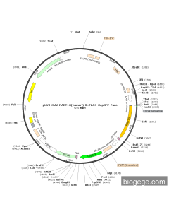 pLV3-CMV-RAET1G(human)-3×FLAG-CopGFP-Puro