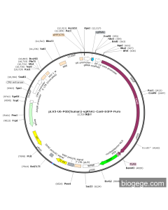 pLV3-U6-PGD(human)-sgRNA1-Cas9-EGFP-Puro