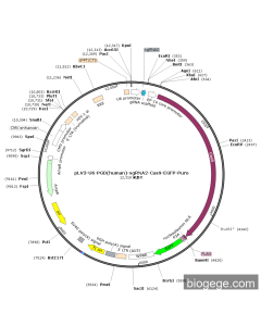 pLV3-U6-PGD(human)-sgRNA2-Cas9-EGFP-Puro