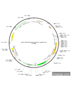 pLV3-CMV-Pdx1(mouse)-EF1a-CopGFP-Neo