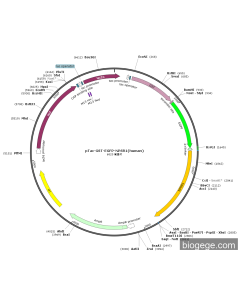 pTac-GST-EGFP-NPSR1(human)