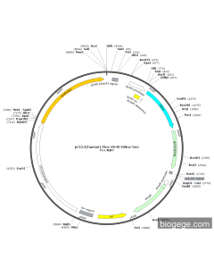 pCCL2(human)-Fluc-SV40-hRluc-Neo