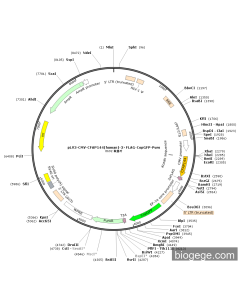 pLV3-CMV-CFAP144(human)-3×FLAG-CopGFP-Puro