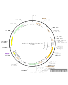 pLV3-CMV-Nqo1(mouse)-3×Myc-Puro