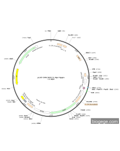 pLV3-CMV-MCS-3×Myc-Hygro