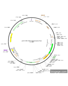 pLV3-CMV-EGFP-Ninj1(mouse)-Puro