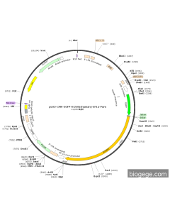 pLV3-CMV-EGFP-KCNH1(human)-EF1a-Puro
