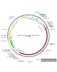 pX333-2×(U6-gRNA)-CBH-Cas9-Puro-EGFP