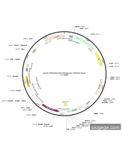 pLV2-TRE3GS-NINJ1(human)-TetOne-Puro