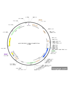 pLV3-CMV-MCS-2×Linker-mTagBFP2-Puro