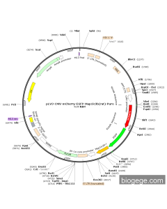 pLV3-CMV-mCherry-EGFP-Map1lc3b(rat)-Puro