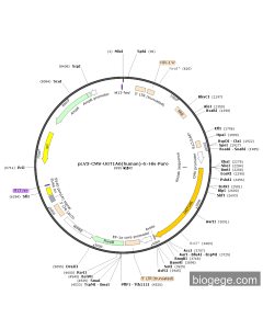 pLV3-CMV-UGT1A6(human)-6×His-Puro