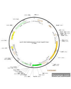 pLV3-CMV-Ednrb(mouse)-3×FLAG-CopGFP-Puro