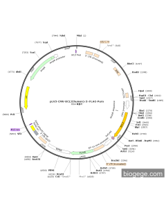 pLV3-CMV-BCL2(human)-3×FLAG-Puro