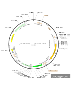 pLV3-CMV-Wdr74(mouse)-3×FLAG-CopGFP-Puro
