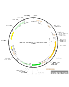 pLV3-CMV-Sf3b4(mouse)-3×FLAG-CopGFP-Puro