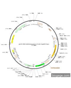 pLV3-CMV-Kctd14(mouse)-3×FLAG-CopGFP-Puro