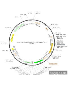 pLV3-CMV-ULBP2(human)-3×FLAG-CopGFP-Puro