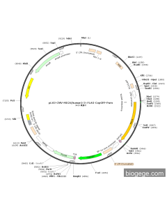 pLV3-CMV-MICA(human)-3×FLAG-CopGFP-Puro