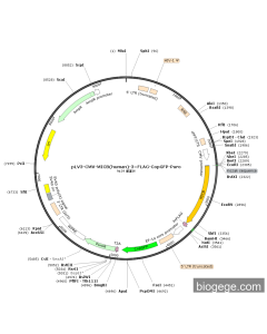 pLV3-CMV-MICB(human)-3×FLAG-CopGFP-Puro