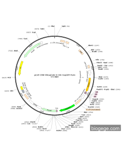 pLV3-CMV-Rhoa(rat)-3×HA-CopGFP-Puro