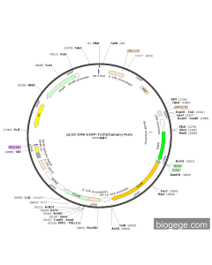 pLV3-CMV-EGFP-TC2N(human)-Puro