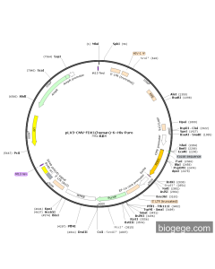 pLV3-CMV-FDX1(human)-6×His-Puro