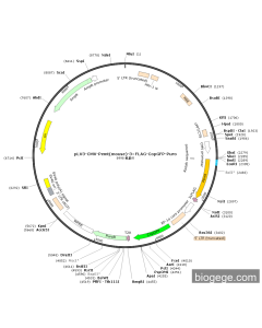 pLV3-CMV-Pemt(mouse)-3×FLAG-CopGFP-Puro