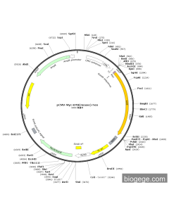 pCMV-Myc-Krt8(mouse)-Neo
