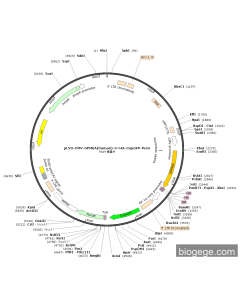 pLV3-CMV-GPM6A(human)-3×HA-CopGFP-Puro