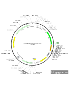 pCMV-EGFP-Rprm(mouse)-Puro