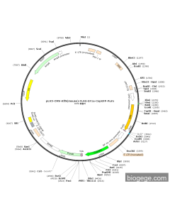pLV3-CMV-Klf9(mouse)-FLAG-EF1a-CopGFP-Puro
