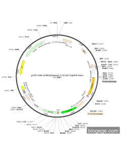 pLV3-CMV-ULBP3(human)-3×FLAG-CopGFP-Puro