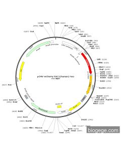 pCMV-mCherry-RAC1(human)-Neo