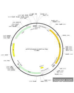 pSTAT1(human)-2-minP-Luc-Hyg
