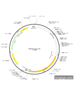 pMdh2(mouse)-Fluc
