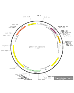 pGBKT7-EIF1AX(human)