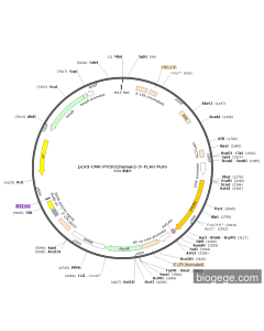 pLV3-CMV-PYCR1(human)-3×FLAG-Puro
