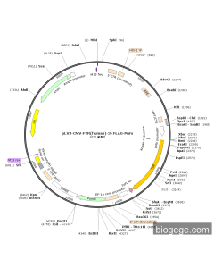 pLV3-CMV-F2R(human)-3×FLAG-Puro