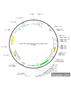 pLV3-CMV-Ccl5(mouse)-3×FLAG-CopGFP-Puro