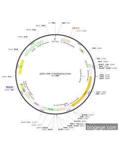 pLV3-CMV-TC2N(human)-Puro