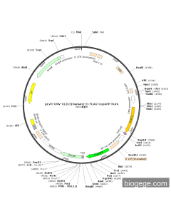 pLV3-CMV-CLIC2(human)-3×FLAG-CopGFP-Puro